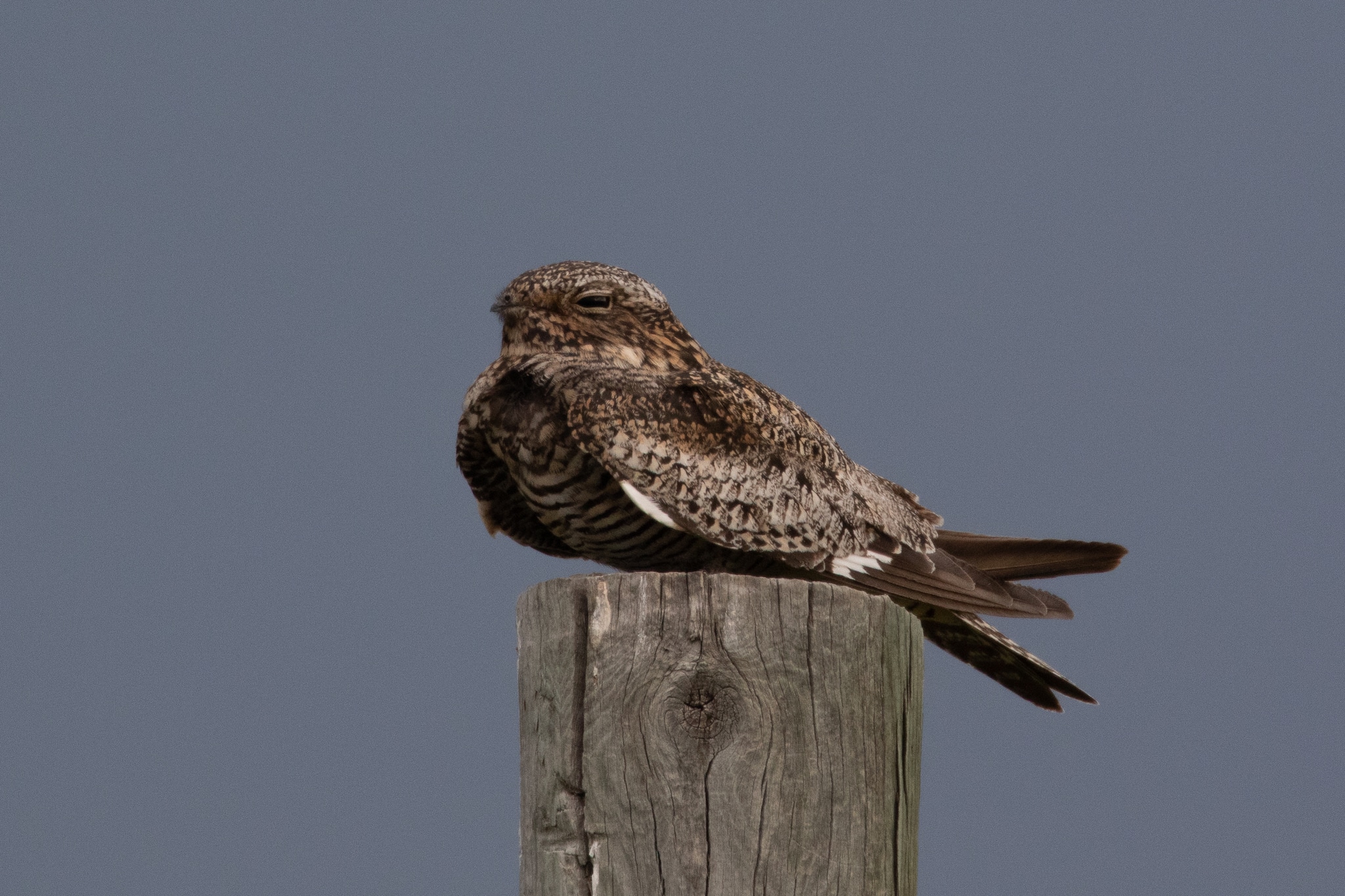 The brown, white and gray Common nighthawk settles onto a wooden post in Pawnee National Grassland.