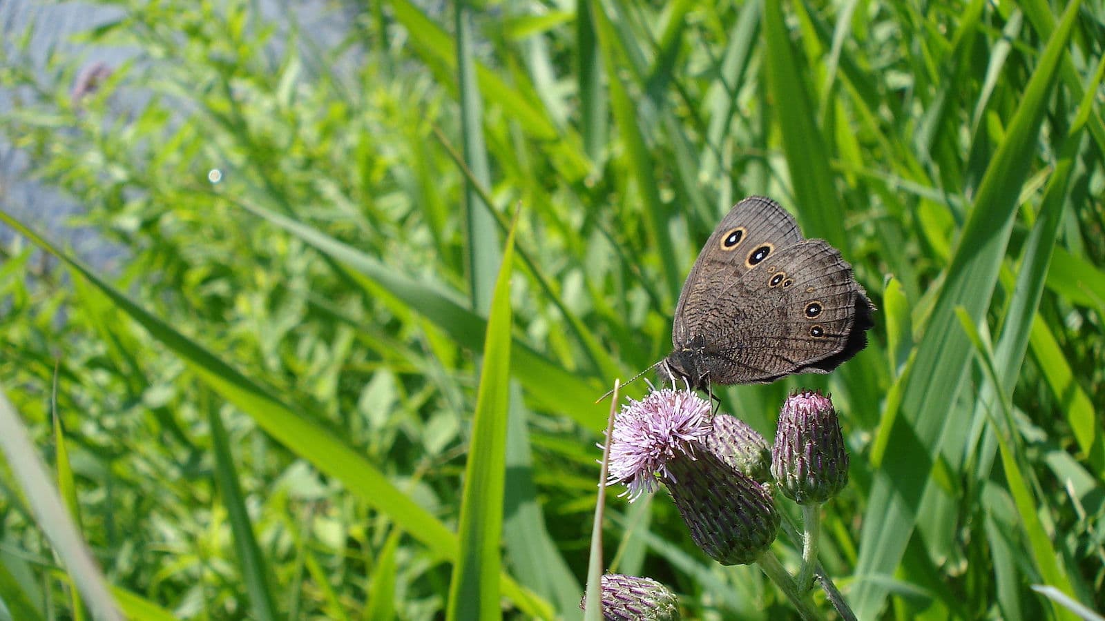 Image of a Common Wood-Nymph butterfly