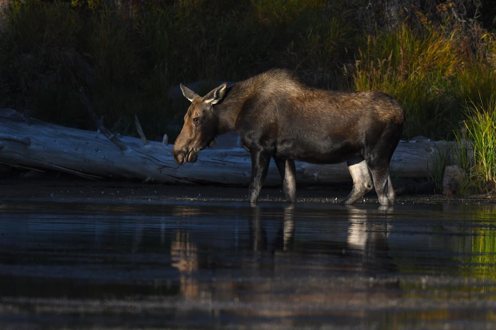 A cow moose in the water of Deer Lakes, Hinsdale County, Colorado