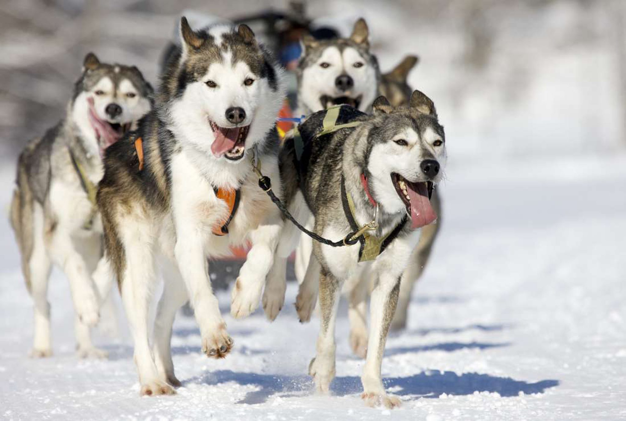 sled dog race