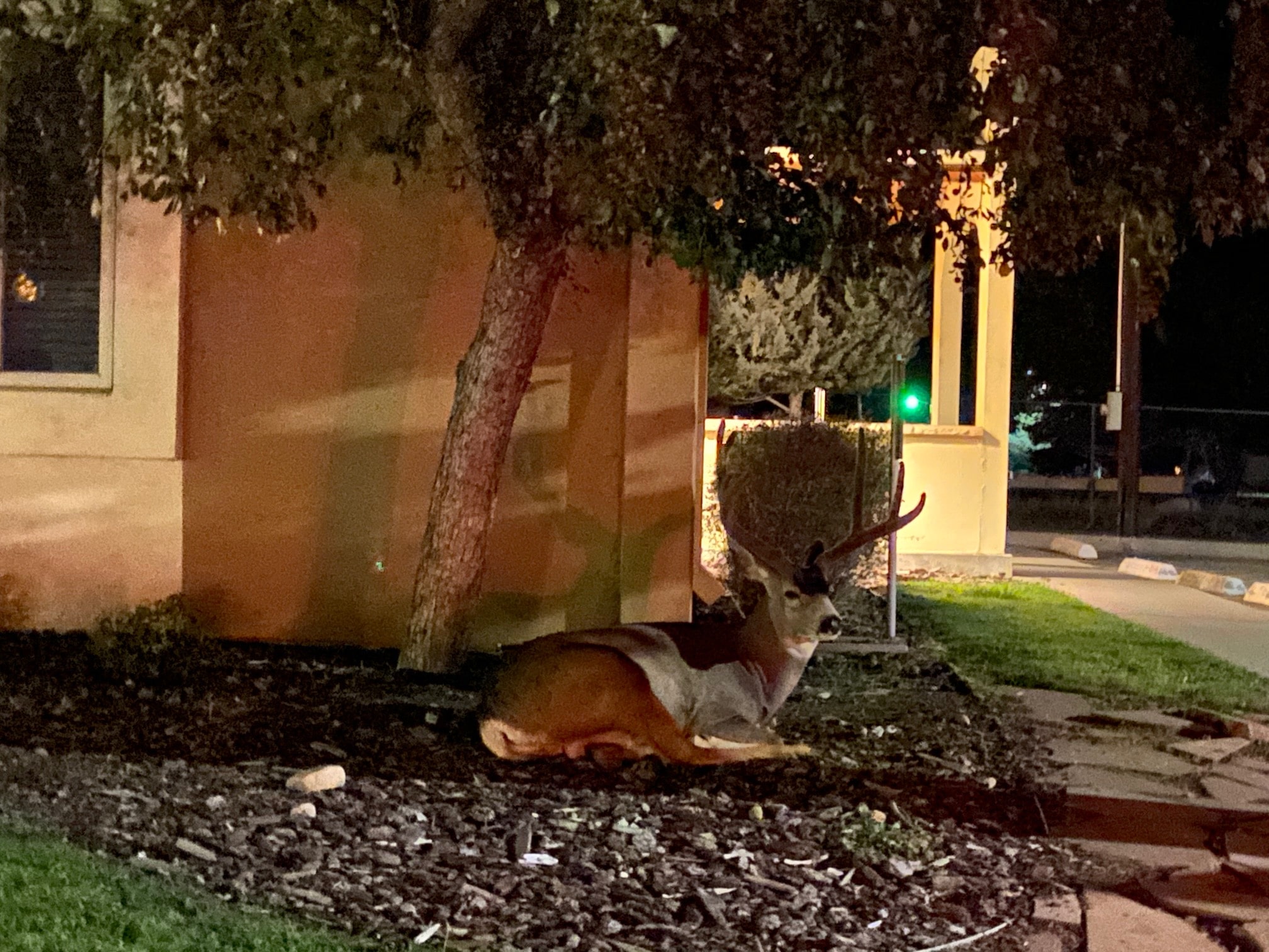 Downtown Buena Vista CO Elk Sitting