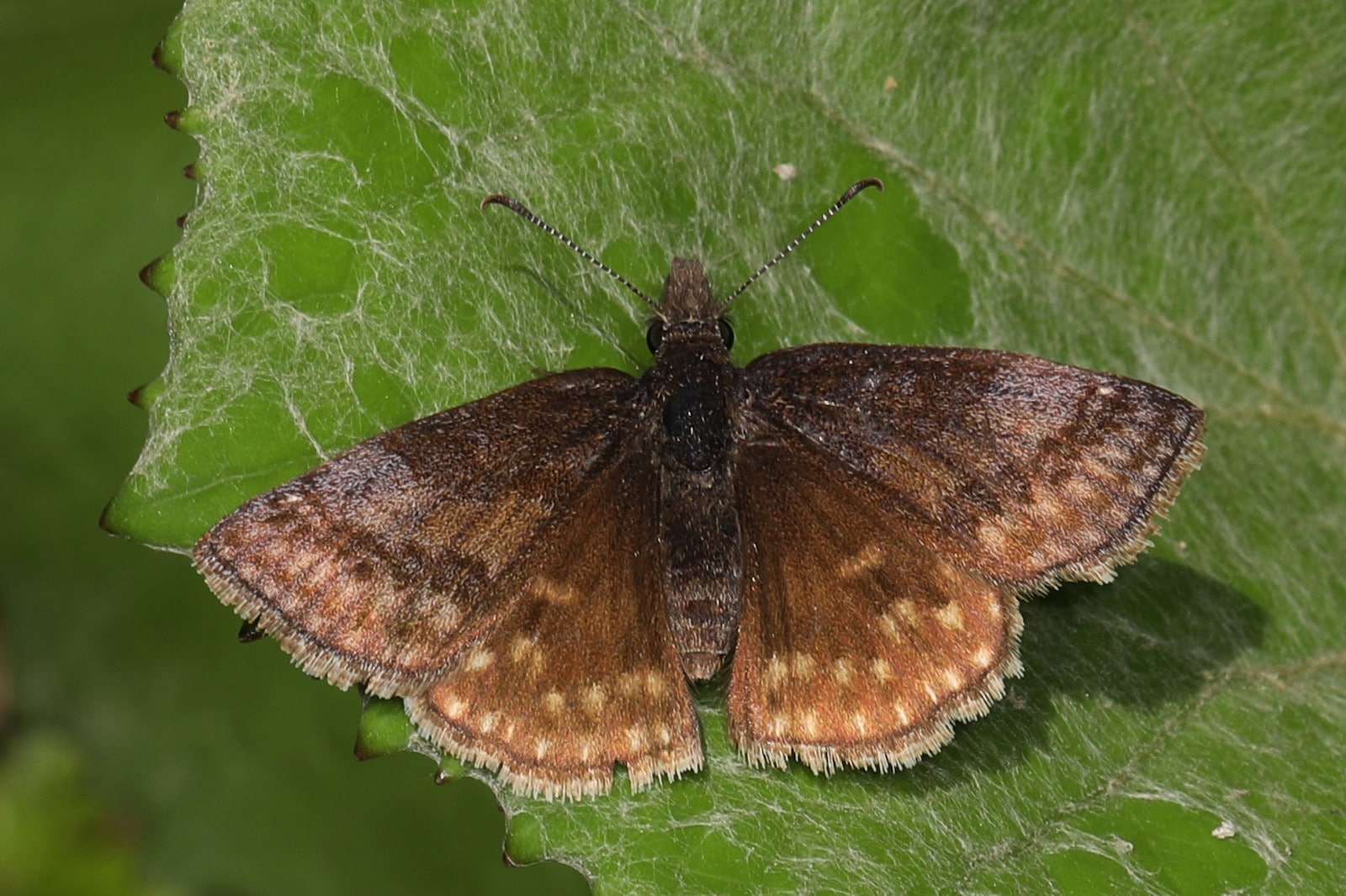 Image of a Dreamy Duskywing butterfly