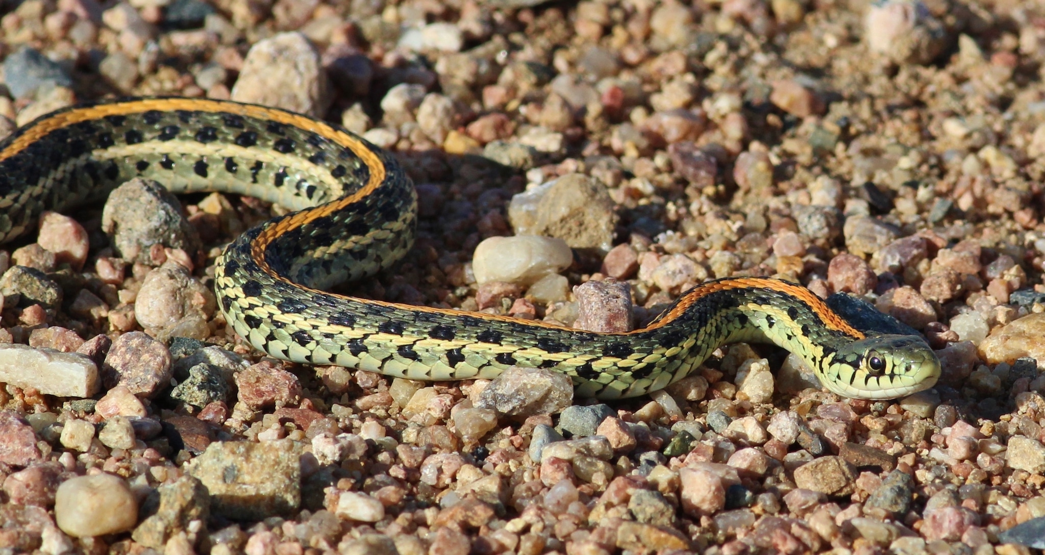 A Plains Garter snake slithers through Pawnee National Grassland.