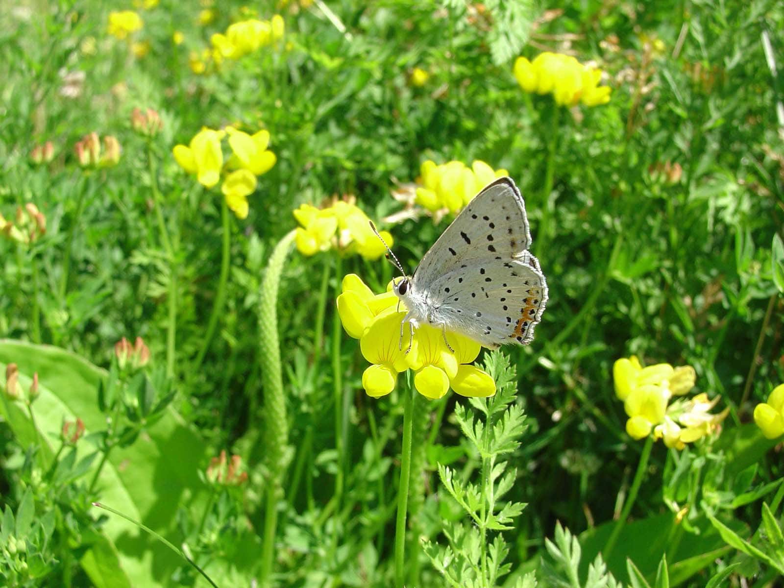 Image of a Gray Copper Butterfly