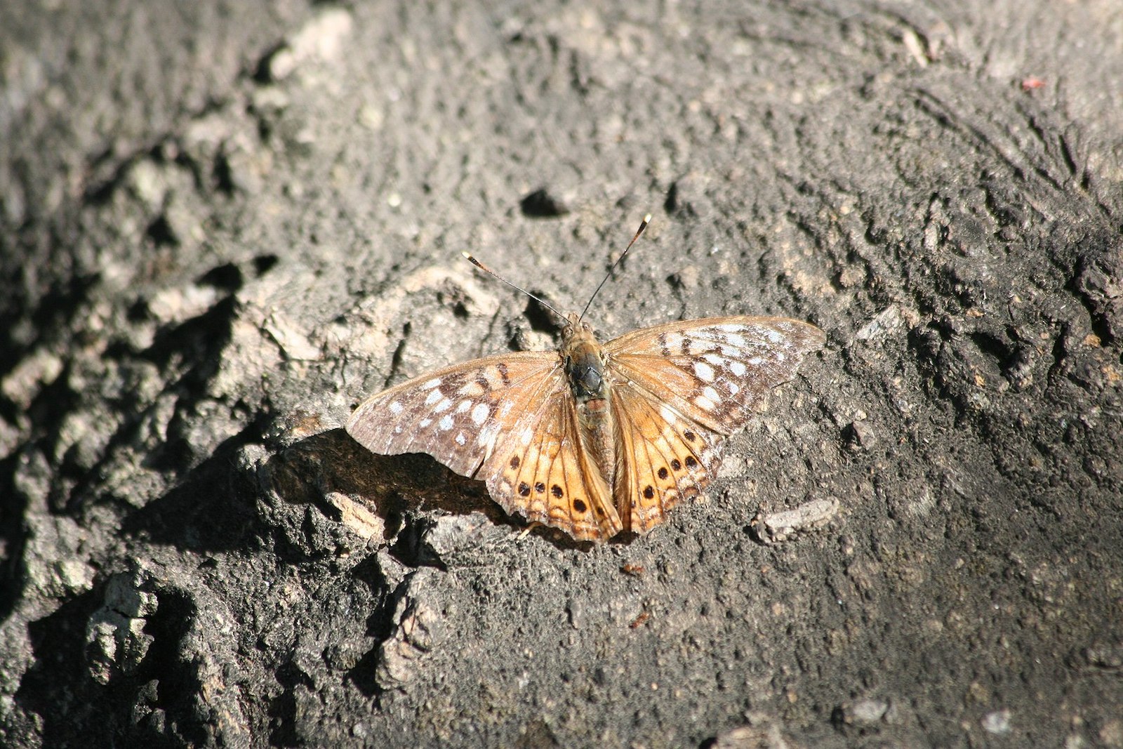 Image of a Hackberry Emperor butterfly