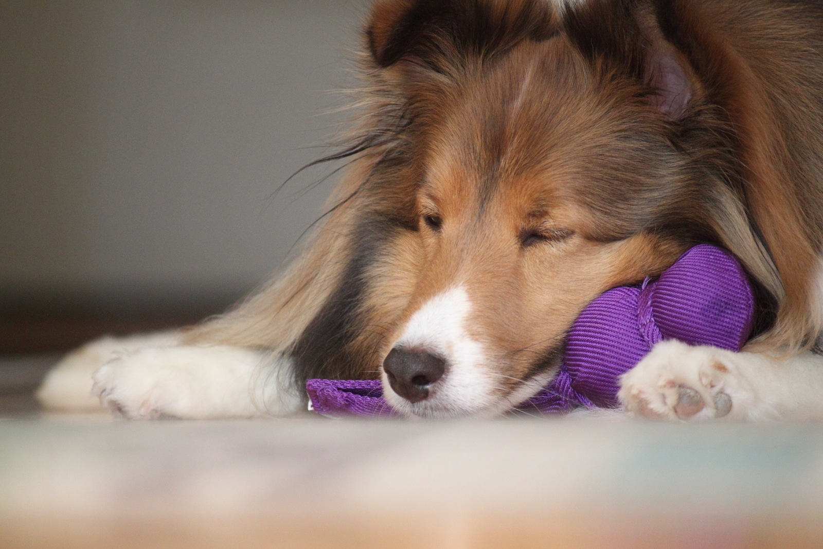 Dog sleeping with purple Kong Wubba dog toy