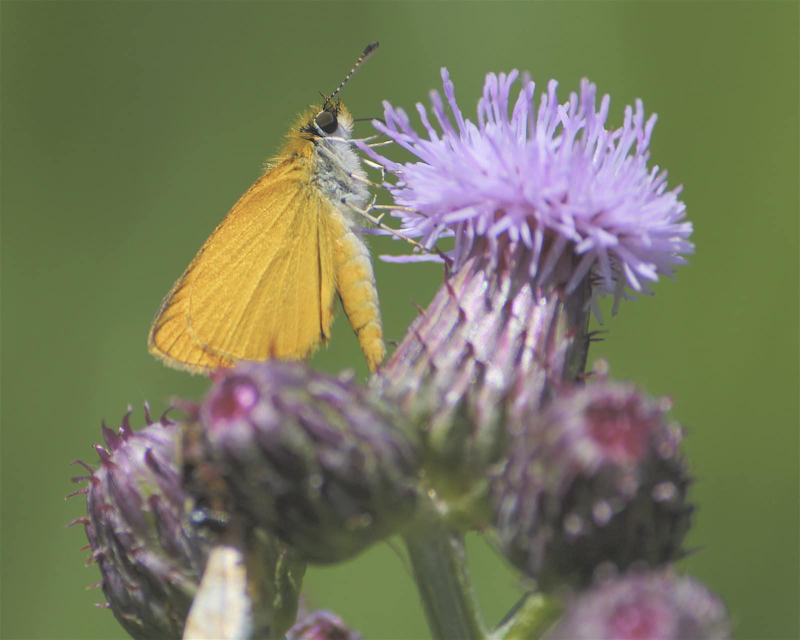 Image of a Least Skipper butterfly