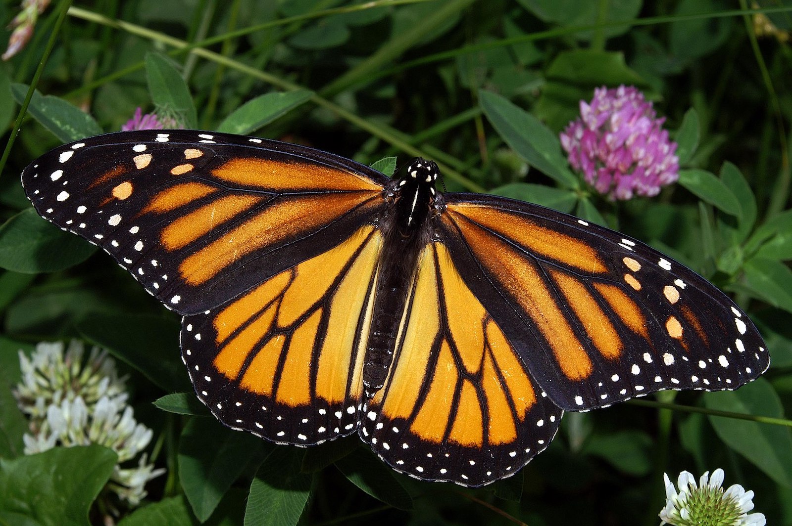 Image of a Monarch butterfly