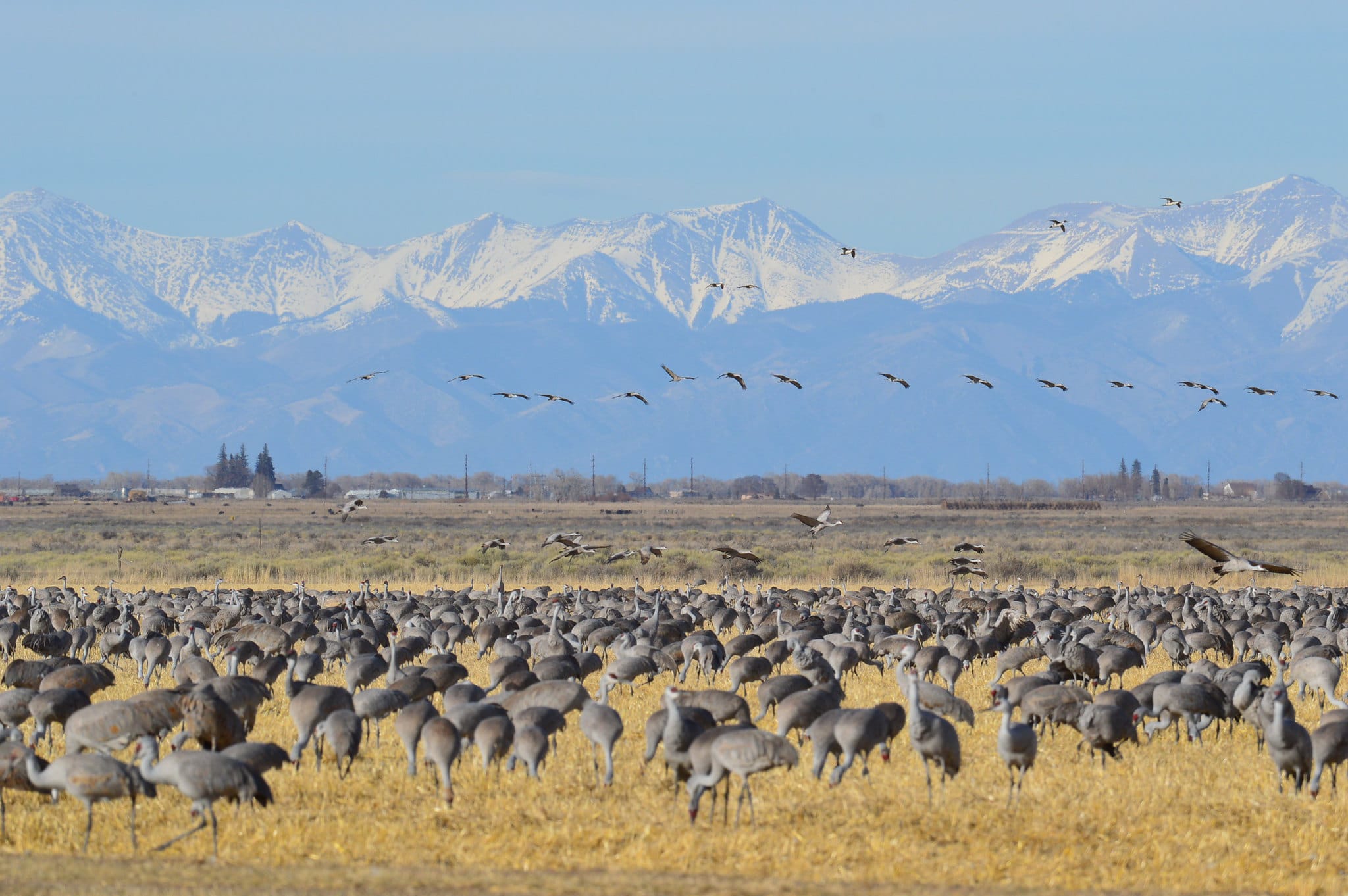 Hundreds of cranes eating in front of mountain range