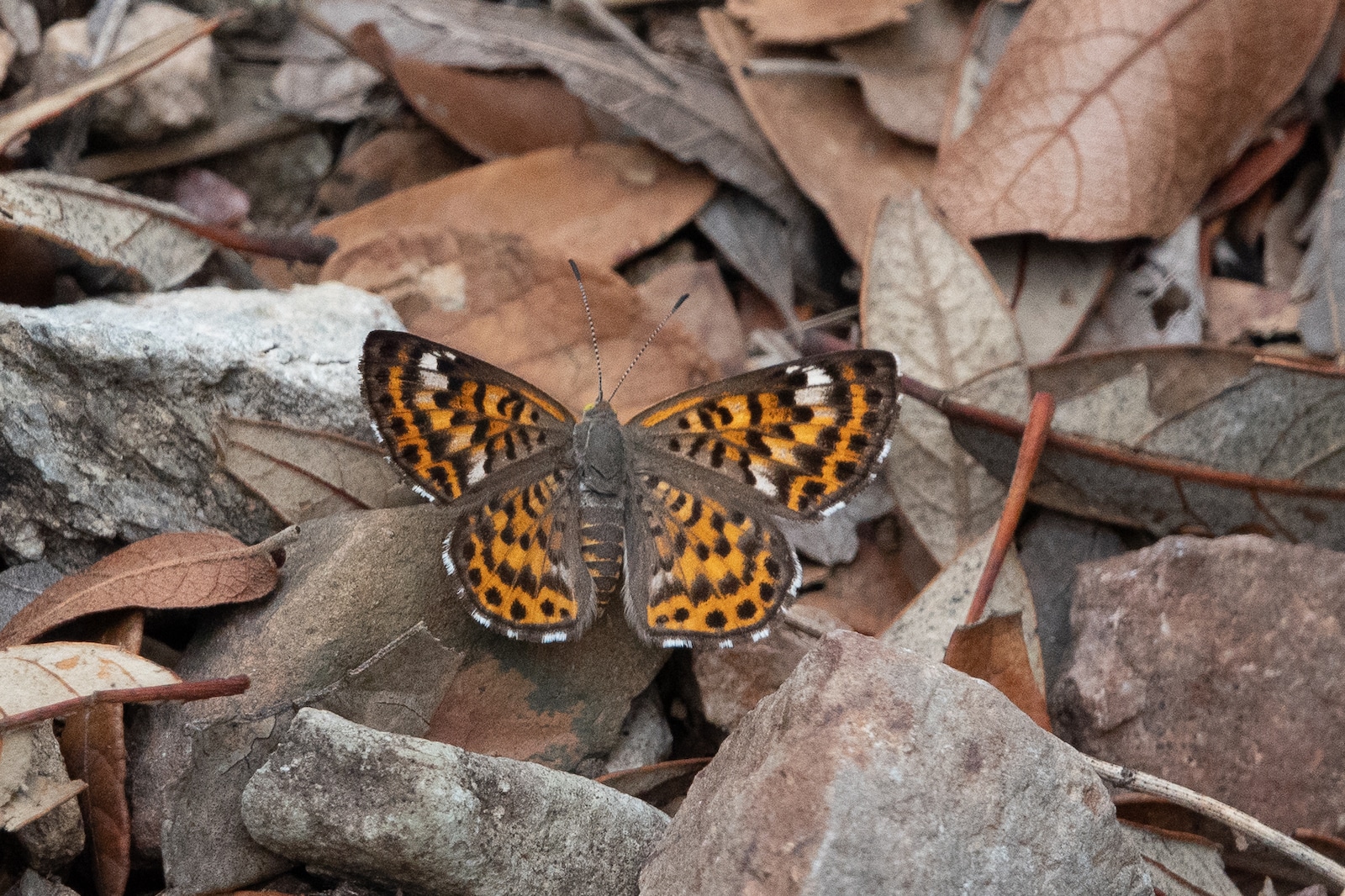 Image of the Nais Metalmark butterfly