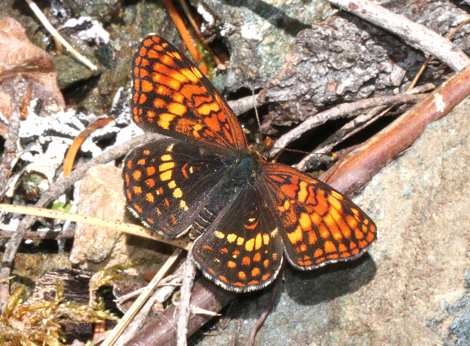 Image of a Northern Checkerspot butterfly