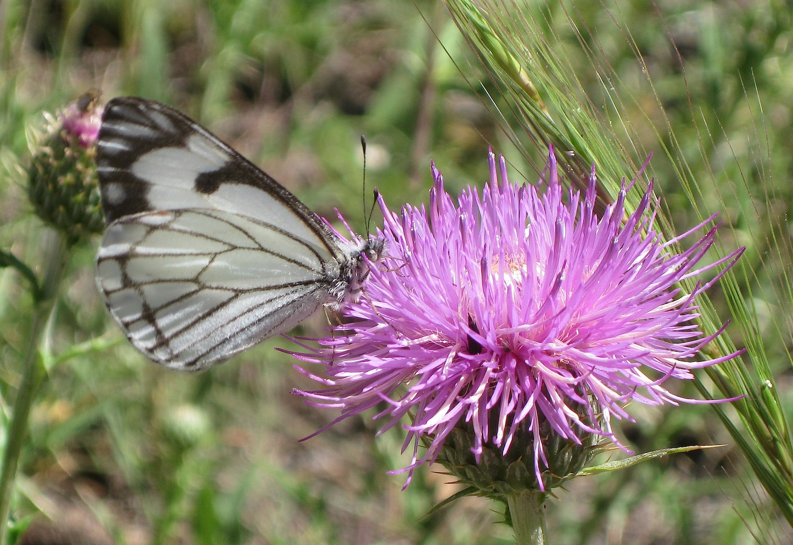 Image of a Pine White butterfly