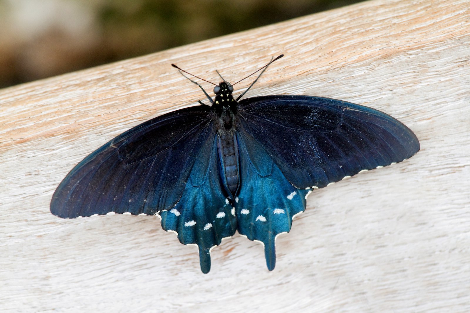 Image of a Pipevine Swallowtail butterfly