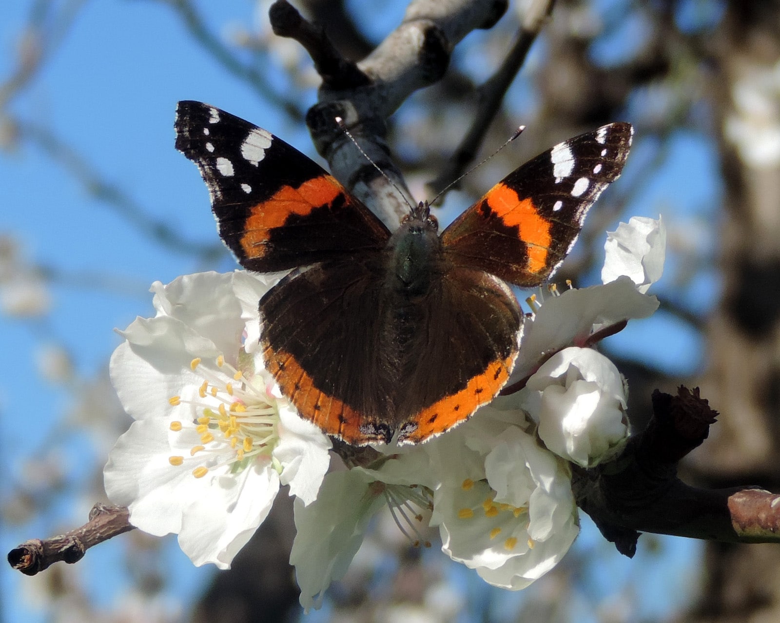 Image of a Red Admiral butterfly