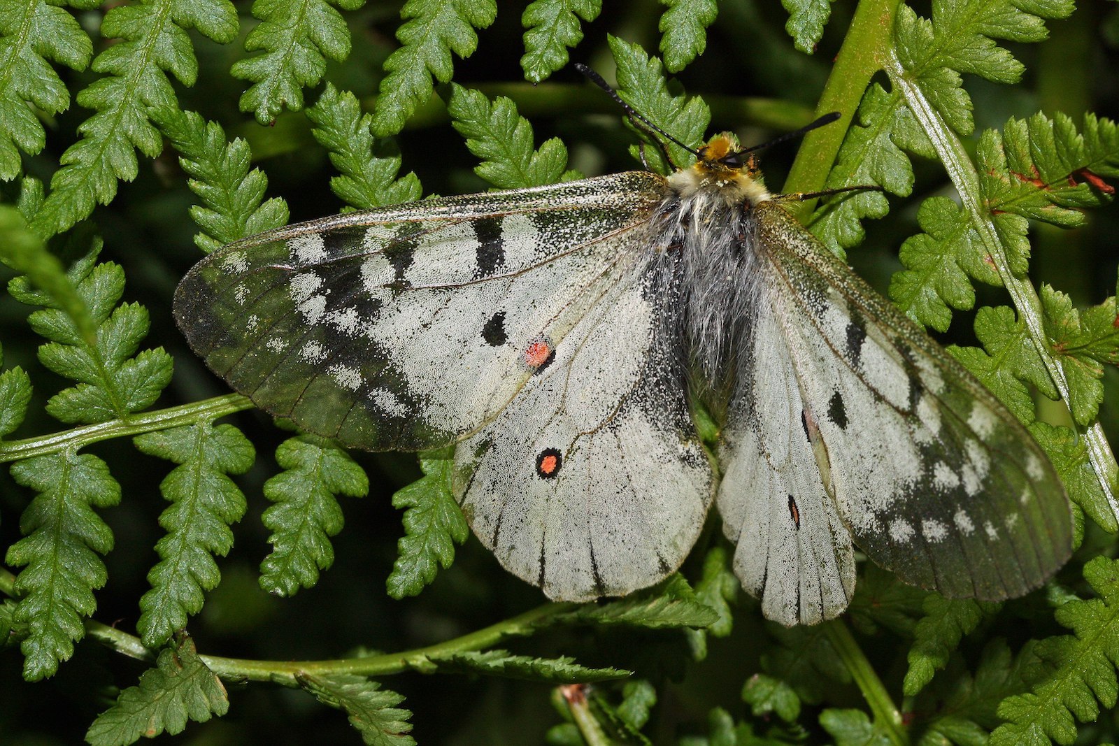 Image of a Rocky Mountain Parnassian butterfly