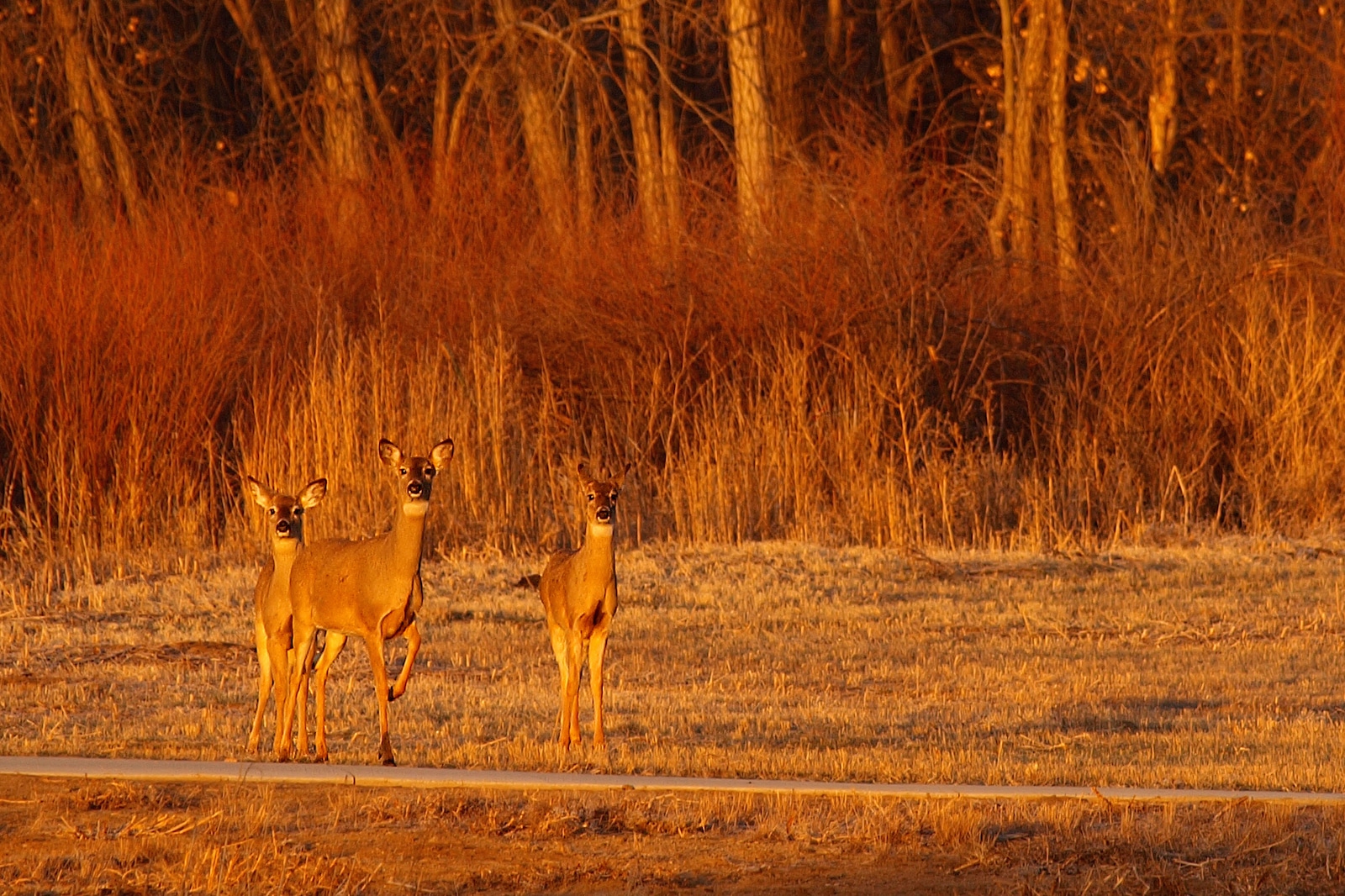 Deer in Sandstone Ranch Community Park Longmont CO