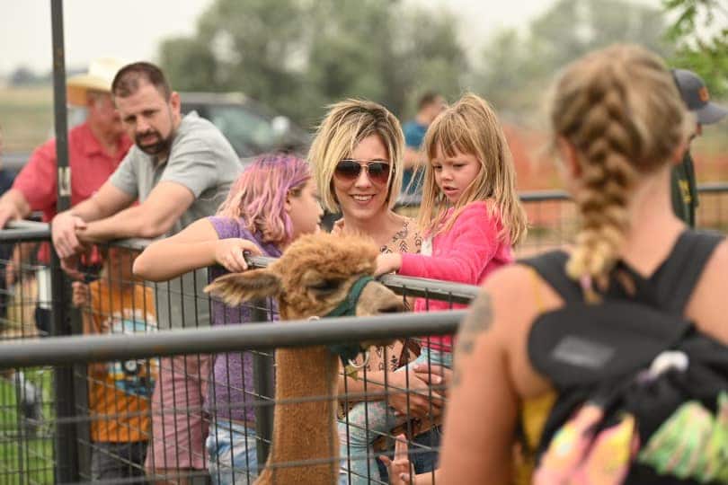 Families petting an alpaca