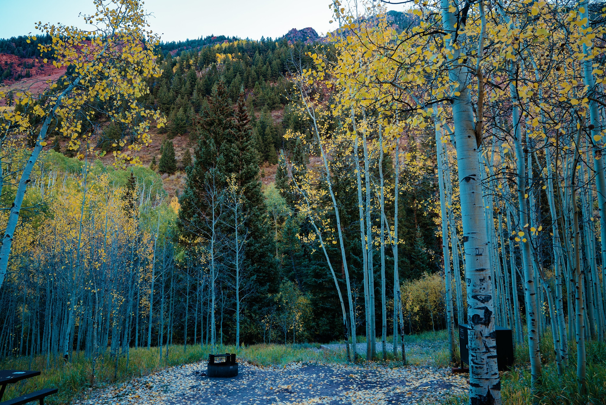 Autumn colors at the Silver Queen Campground near Maroon Bells.