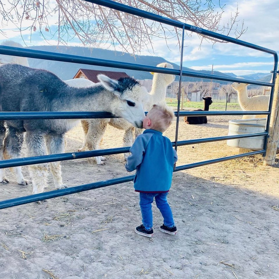 Alpaca reaching to give a little boy a smooch 