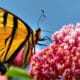 Image of a Tiger Swallowtail in Longmont, Colorado