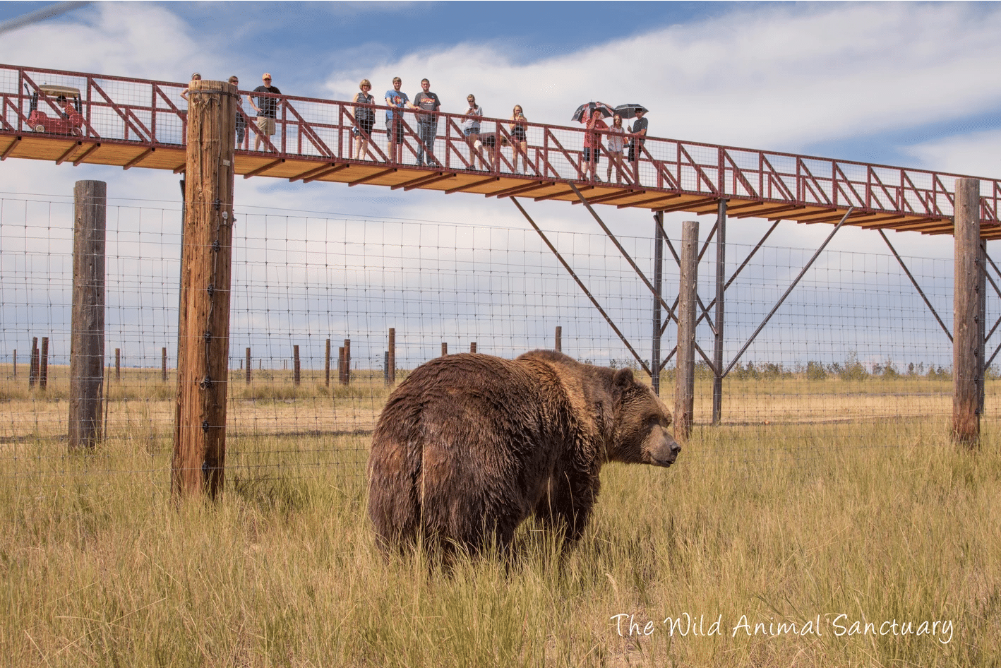 Grizzly bear