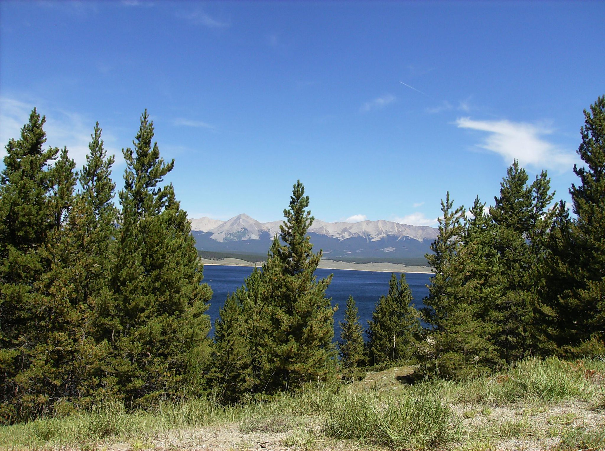 Pine trees around a reservoir