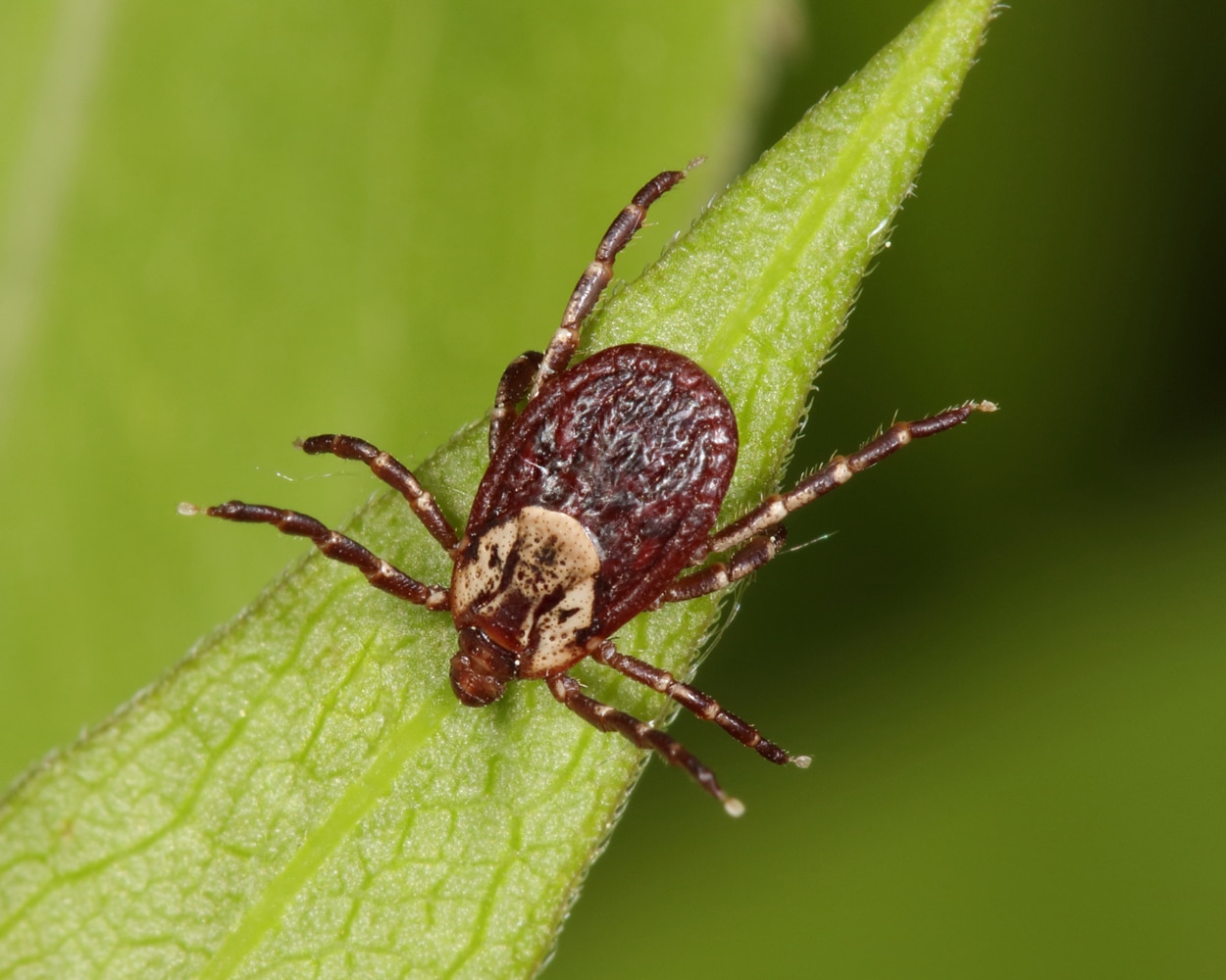 American Dog tick