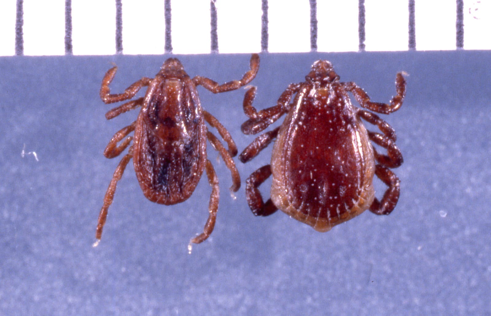 Brown Dog tick