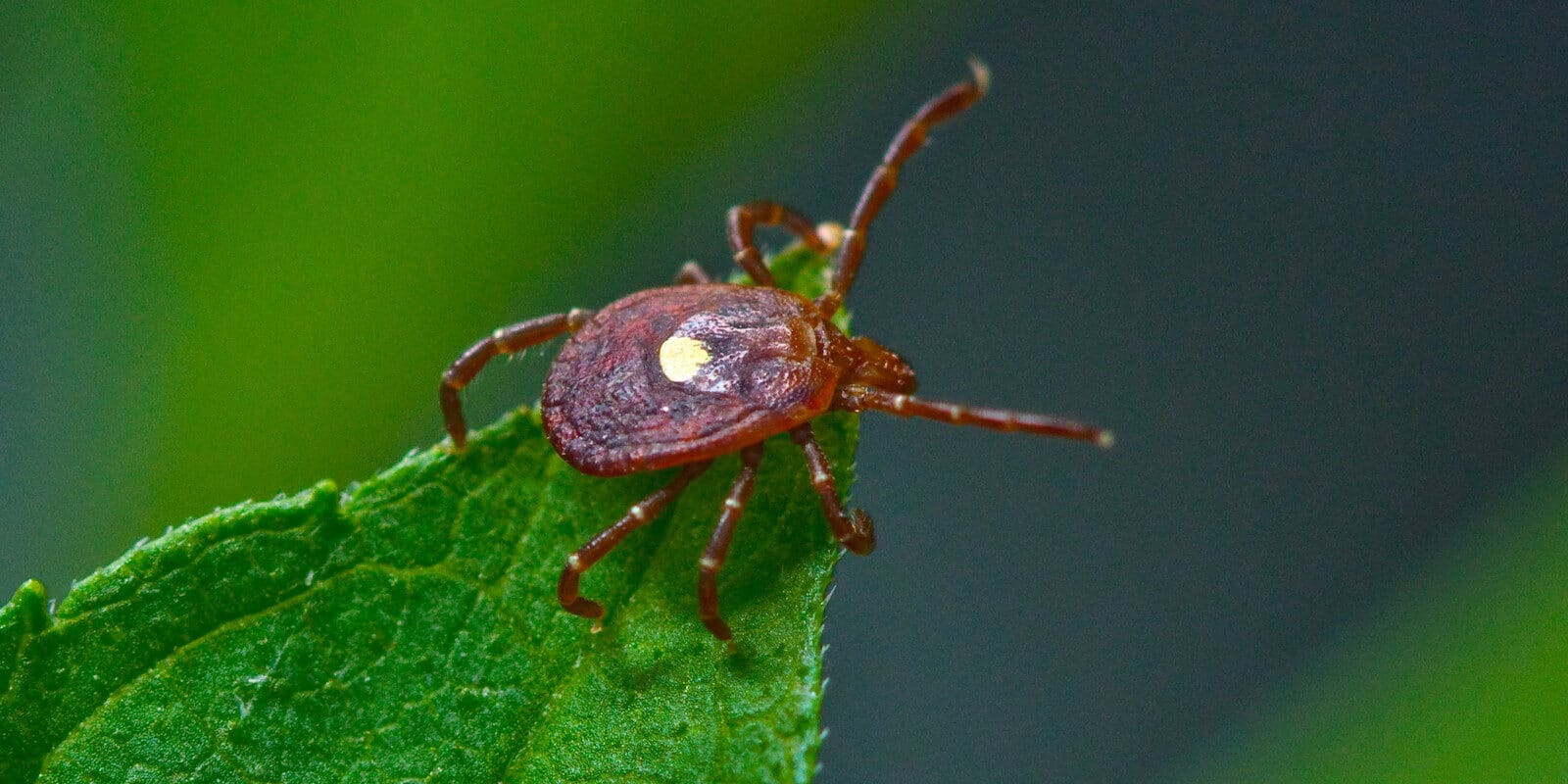 Lone Star tick