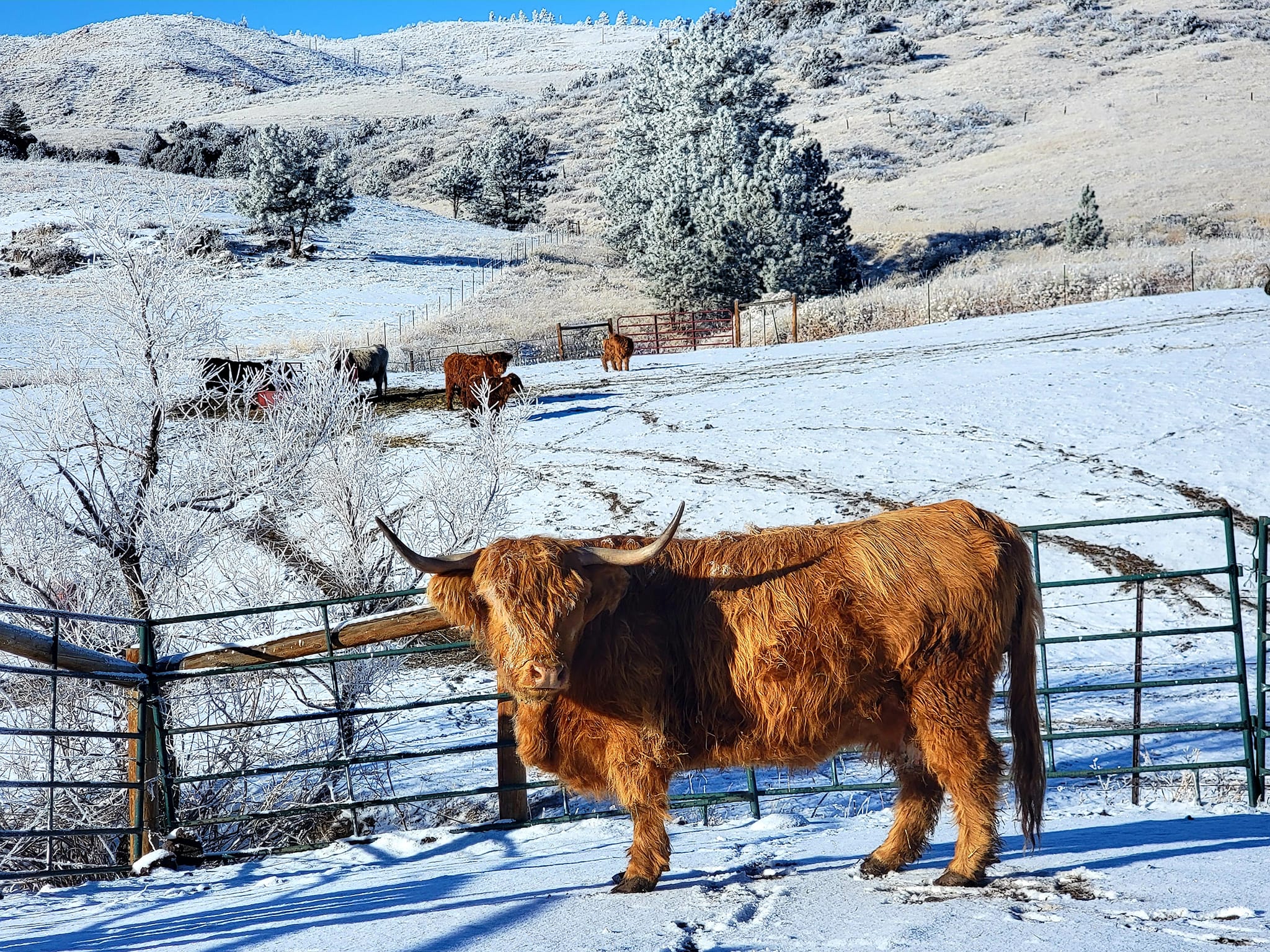 Cow on snowy pasture