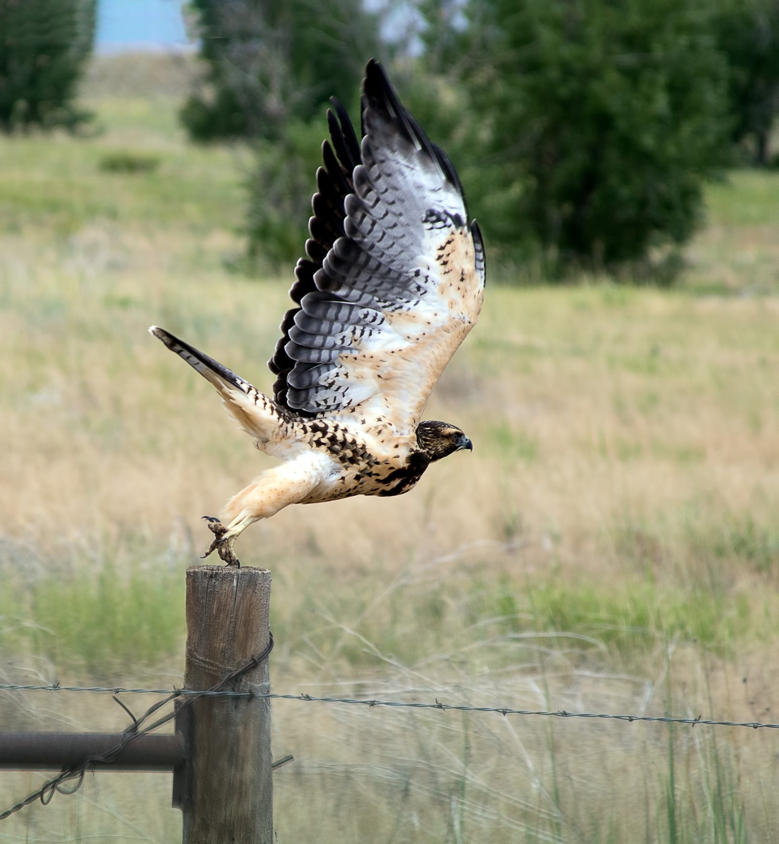 Broad-winged hawk on fence post in northeastern Colorado