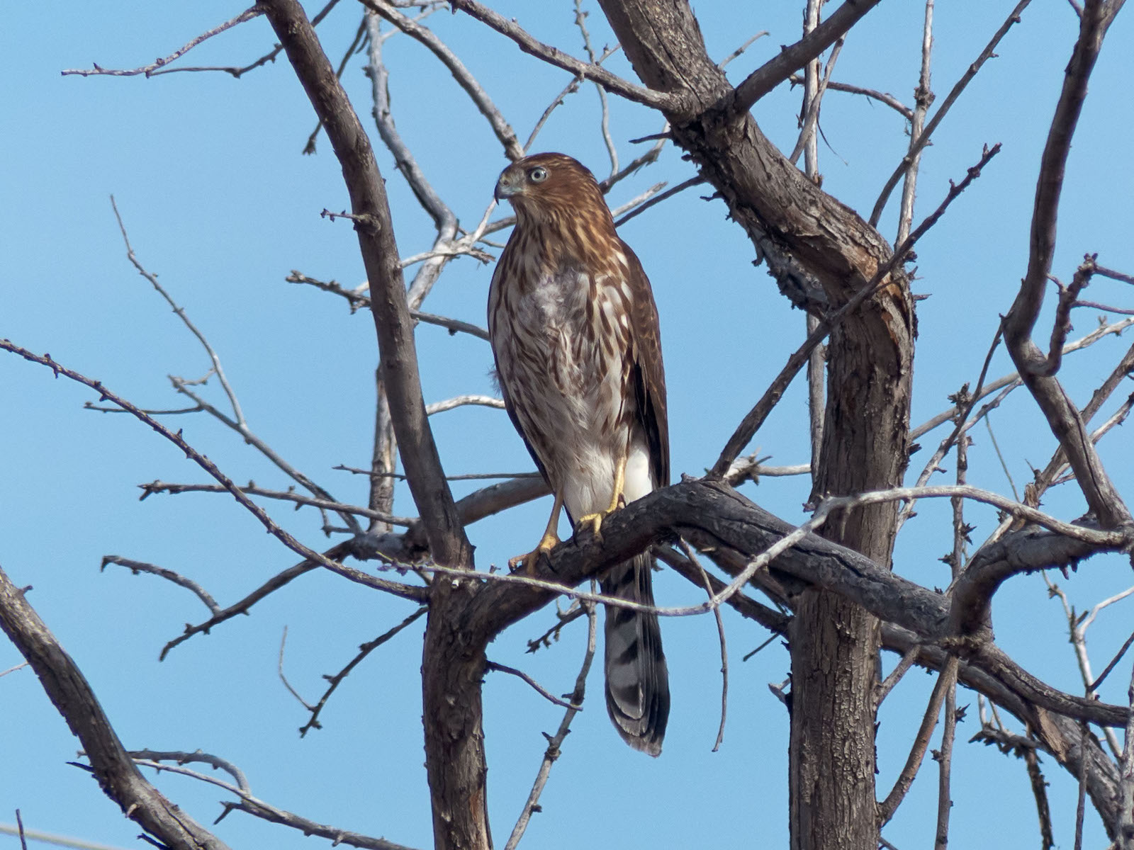 Juvenile Cooper's Hawk Metzger Farm Open Space CO