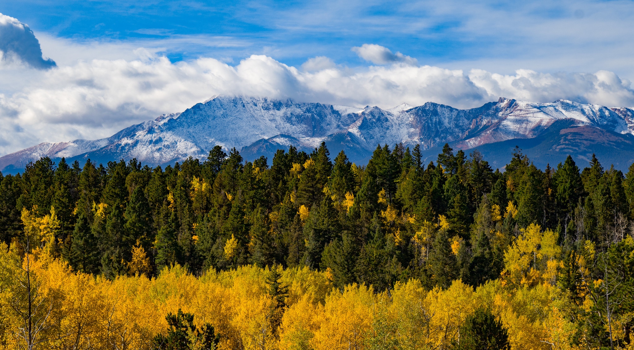 Gold Aspen trees and mountains in the background