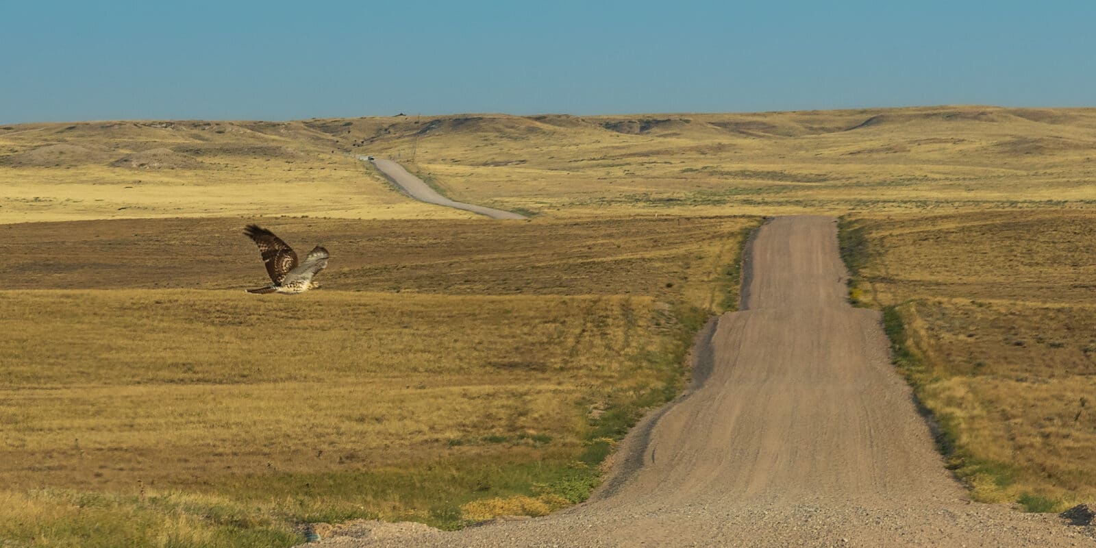 Red-tailed Hawk flies over a dirt road, in Northeastern Colorado