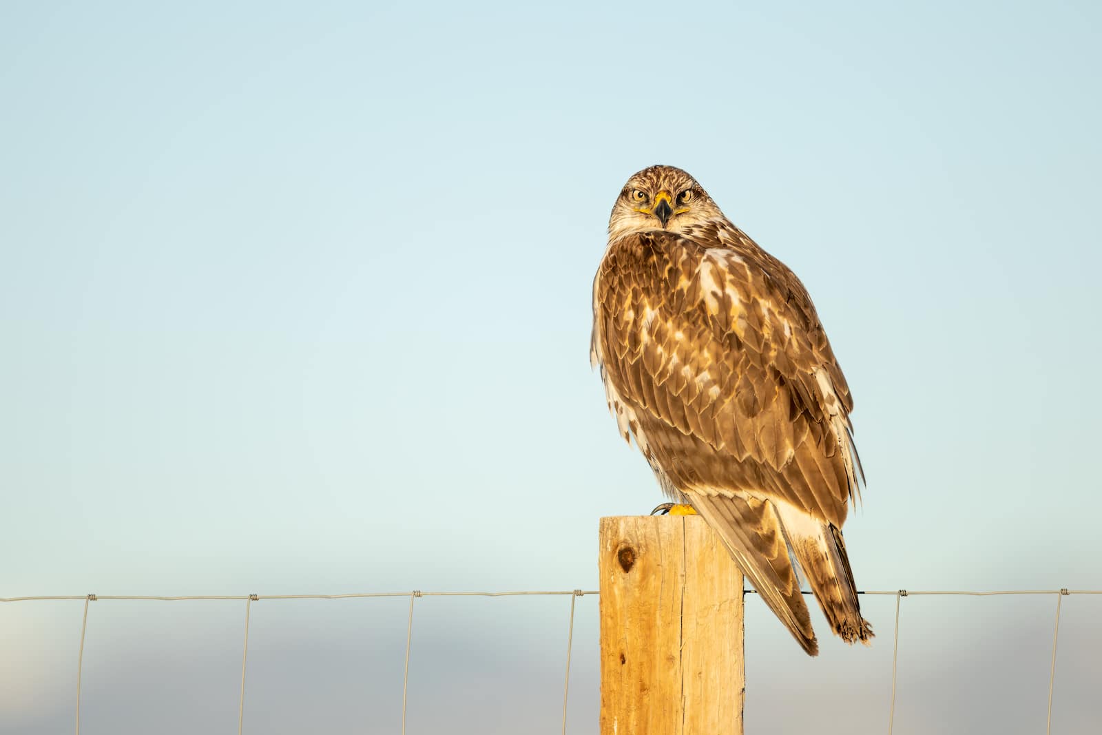 Ferruginous hawk on fence post in Rocky Mountain Arsenal National Wildlife Refuge Colorado