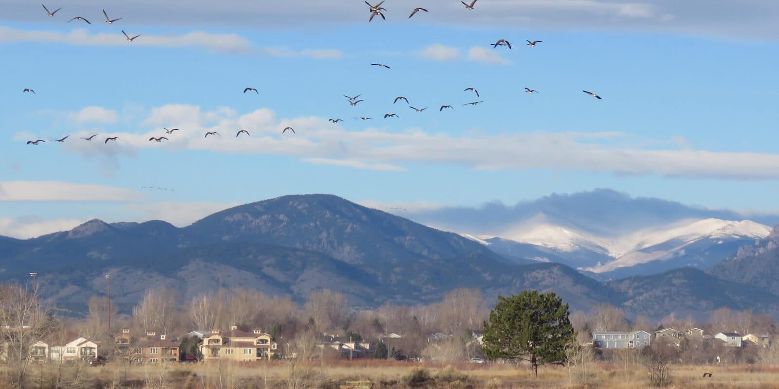 Loveland Colorado Landscape Geese