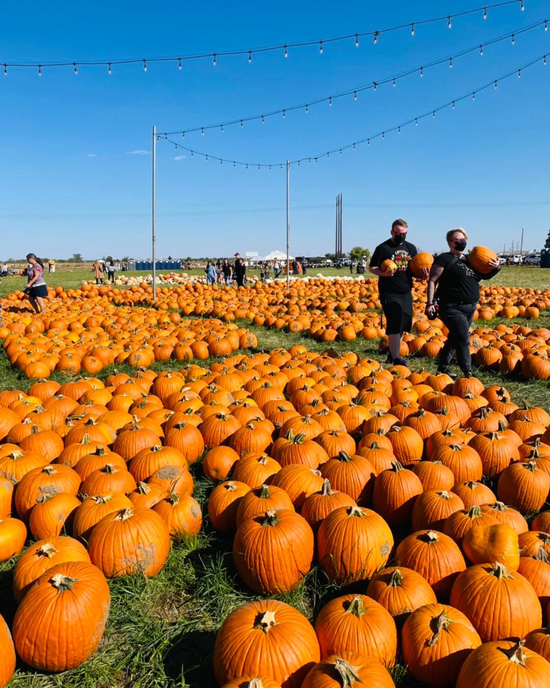 Outdoor pumpkin patch