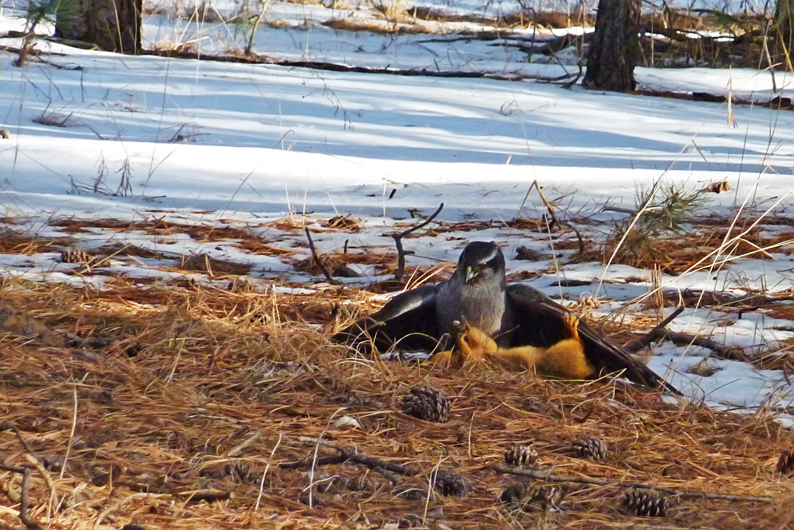 Northern Goshawk and its dinner of a Fox Squirrel Colorado