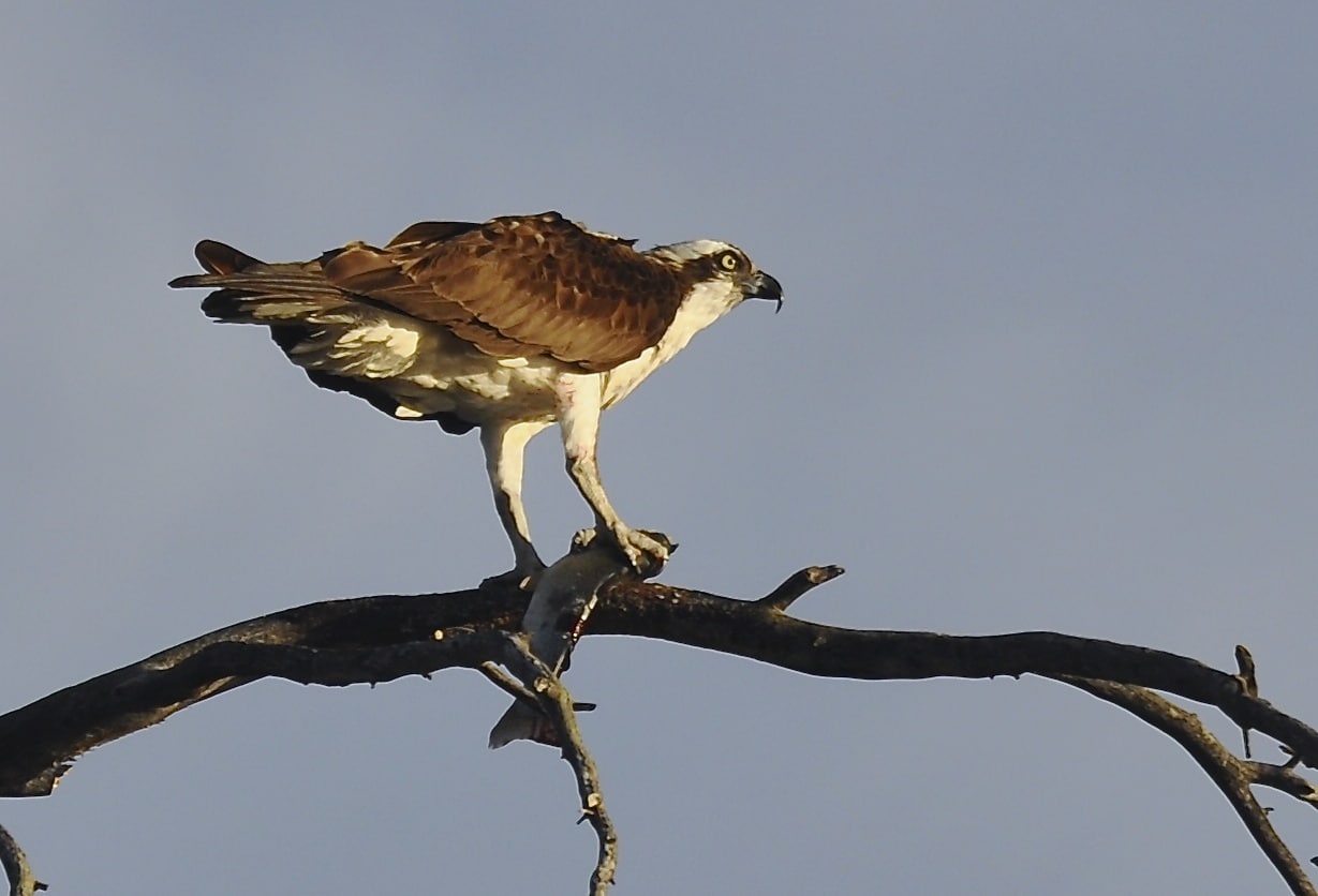 Osprey with a trout under his claw on tree by Shadow Mountain Lake CO