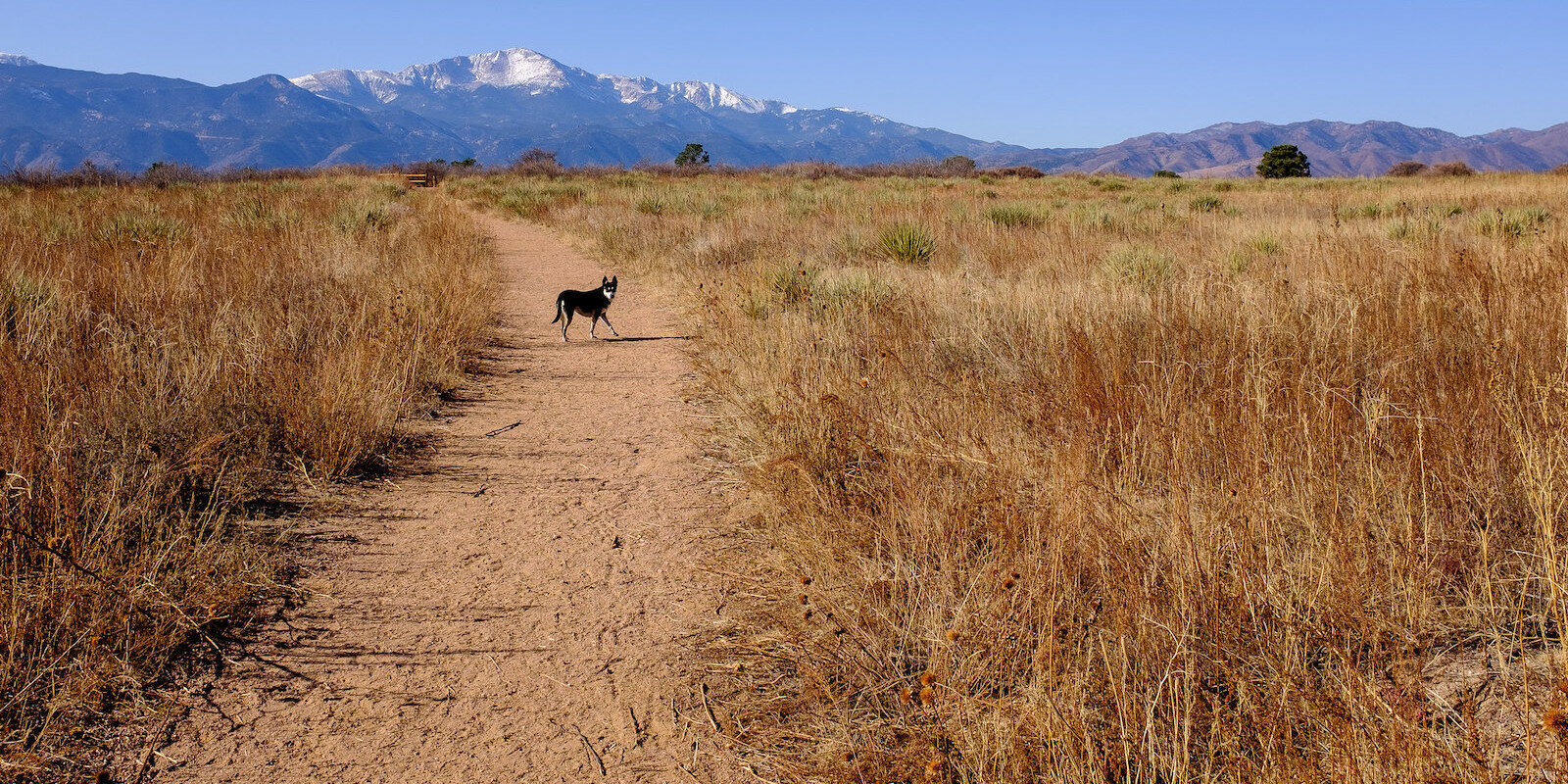 Image of a dog on a trail in Palmer Park in Colorado Springs, Colorado