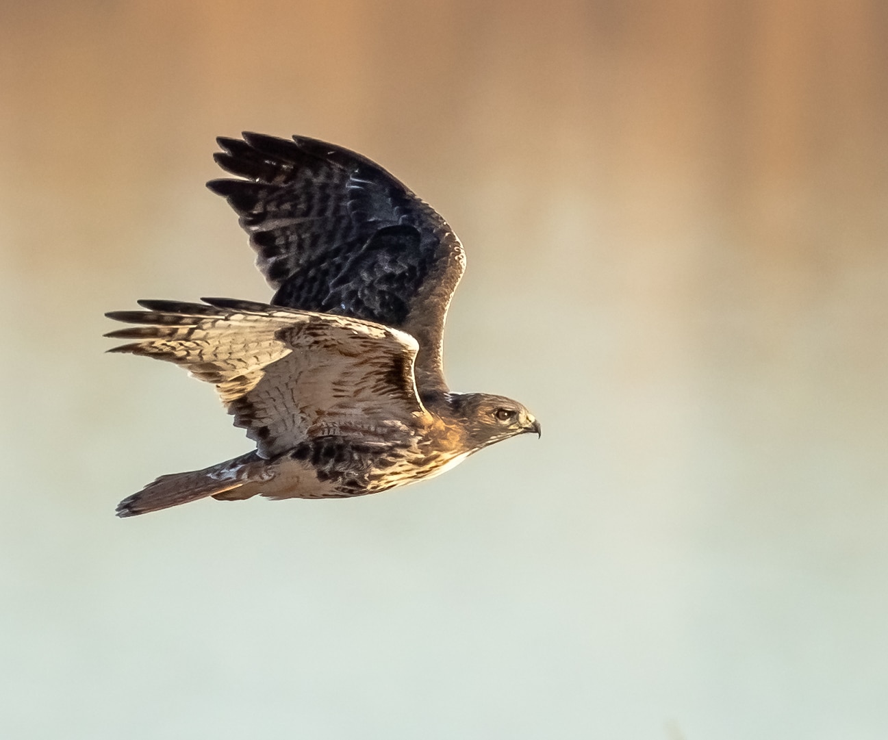 Red-tailed hawk flying in Chatfield Stat Park Colorado