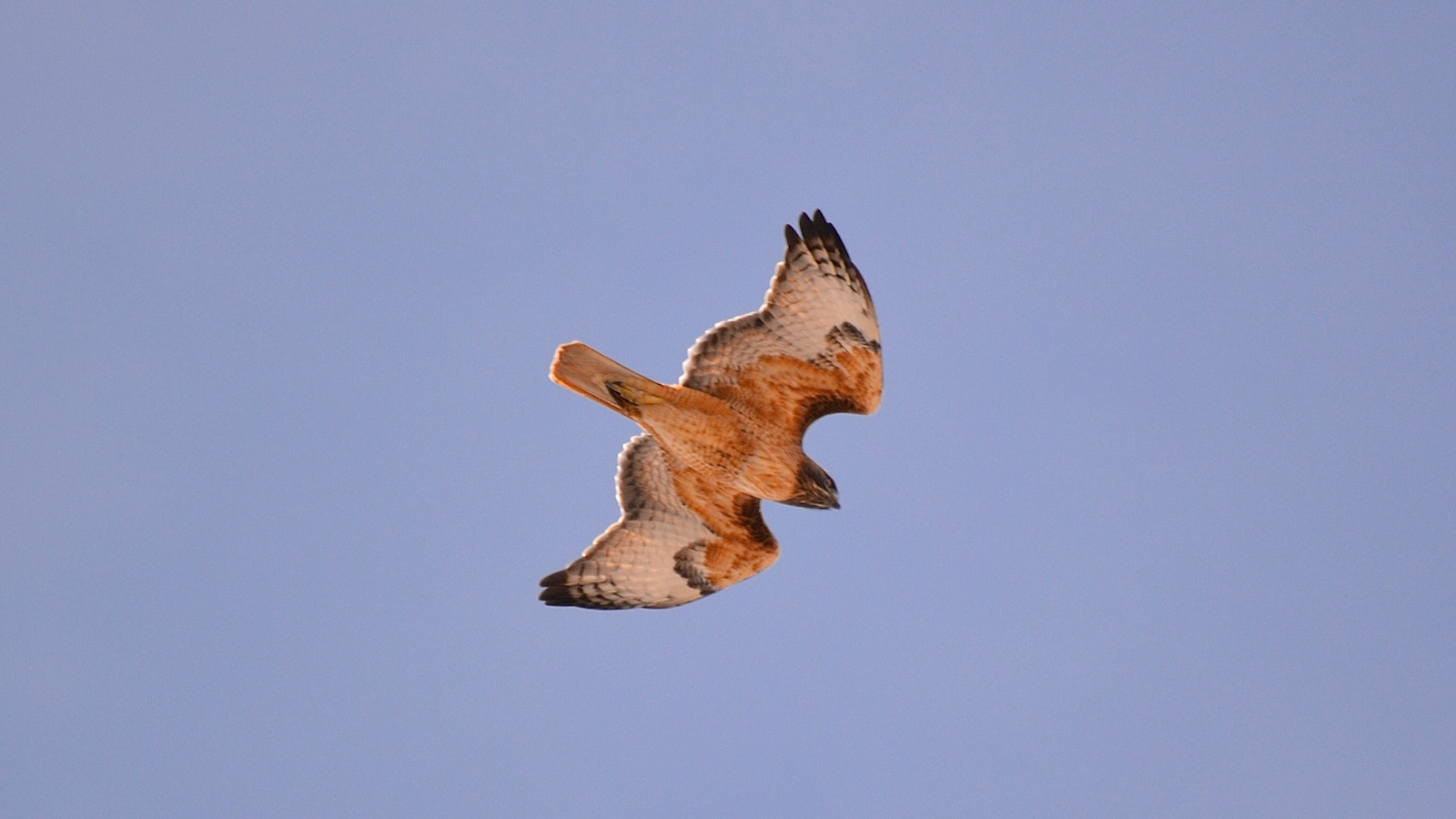 Red-tailed hawk flying over Dinosaur Ridge Morrison Colorado