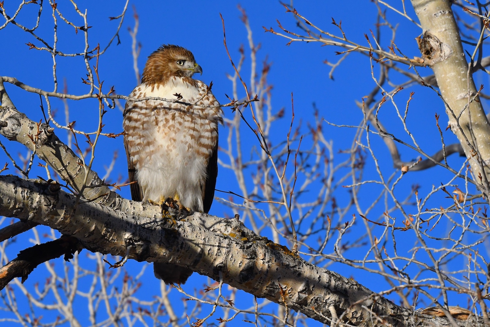 Red-tailed hawk in a tree in Roaring Judy Fish Hatchery Colorado