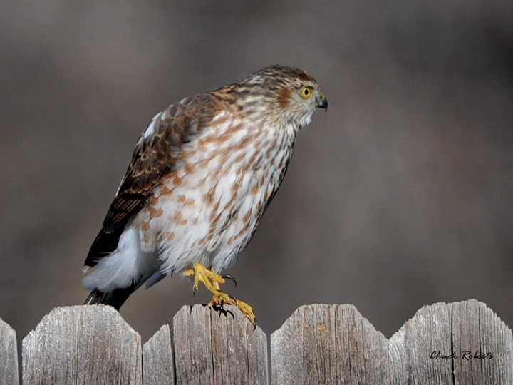 Sharp-sinned hawk on a fence in Littleton CO