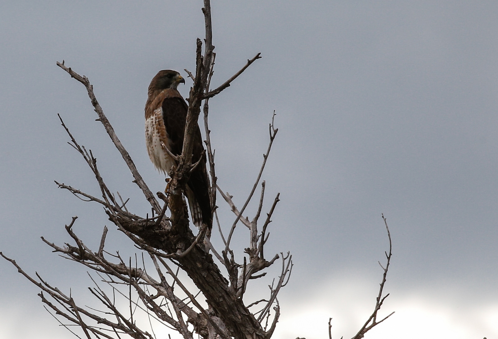 Swainson's Hawk in tree in Alamosa East, Southern Colorado