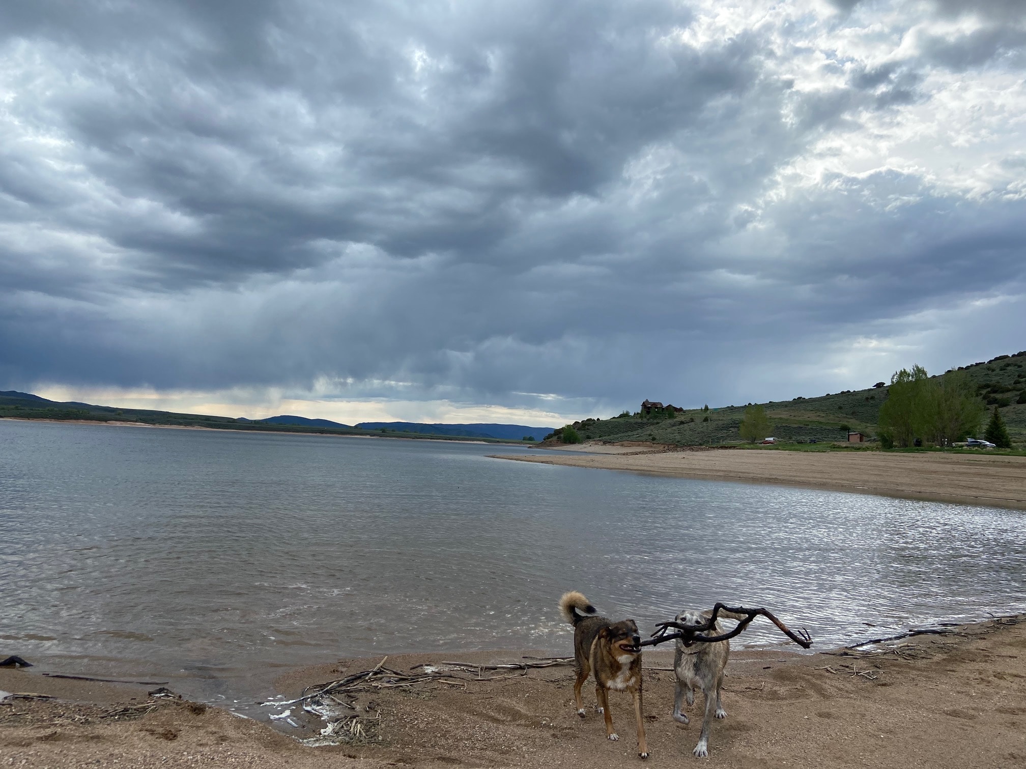 Williams Fork Reservoir Parshall CO Dogs Playing