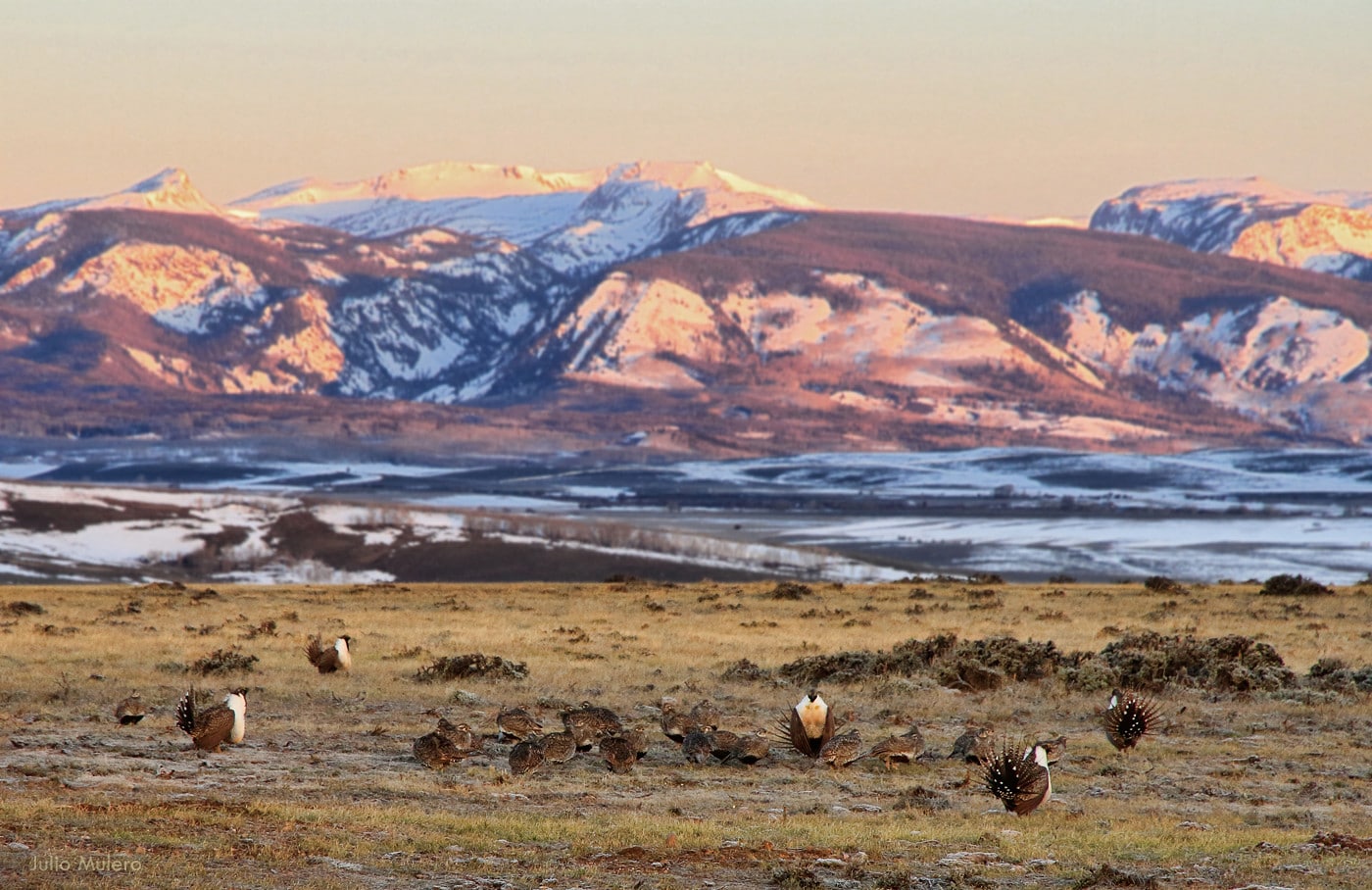 Birds in a field with mountains in the background