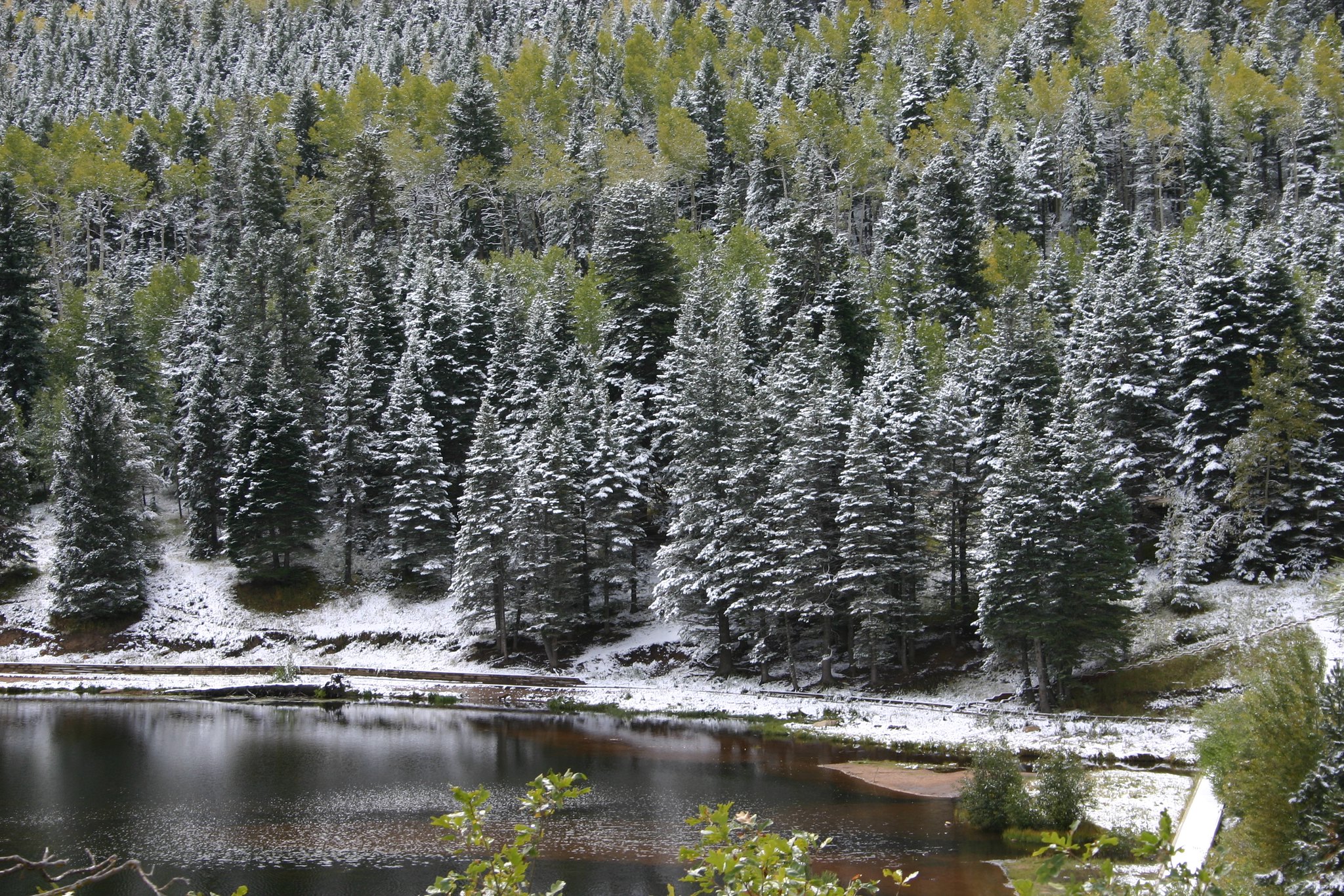 Snow covered trees next to a lake