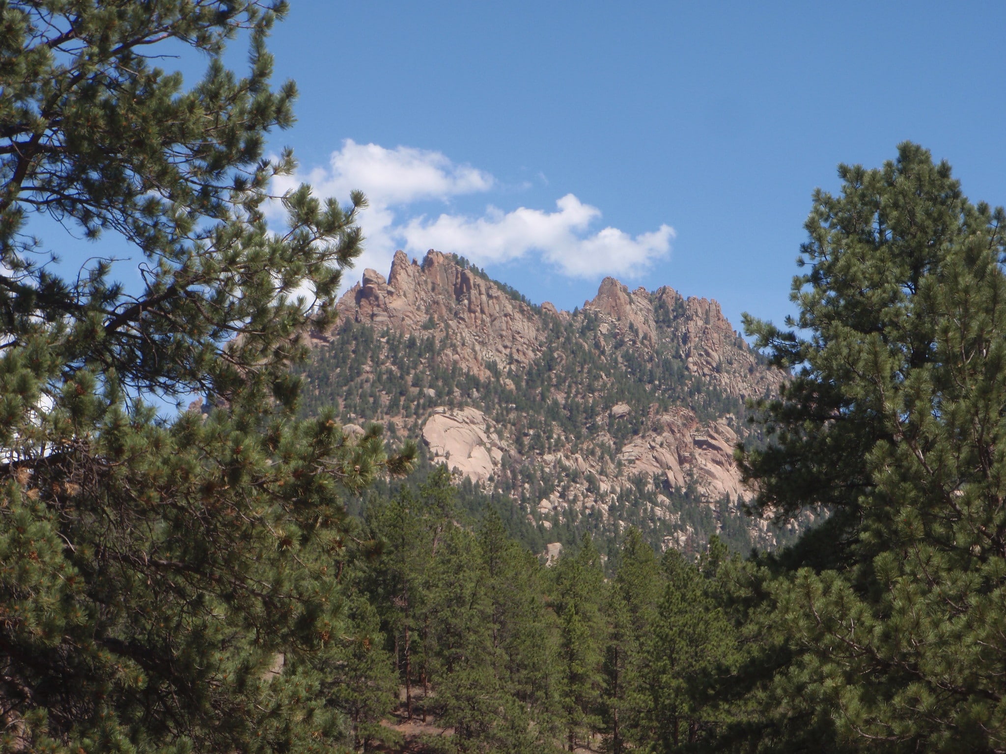 Forest and rock in background