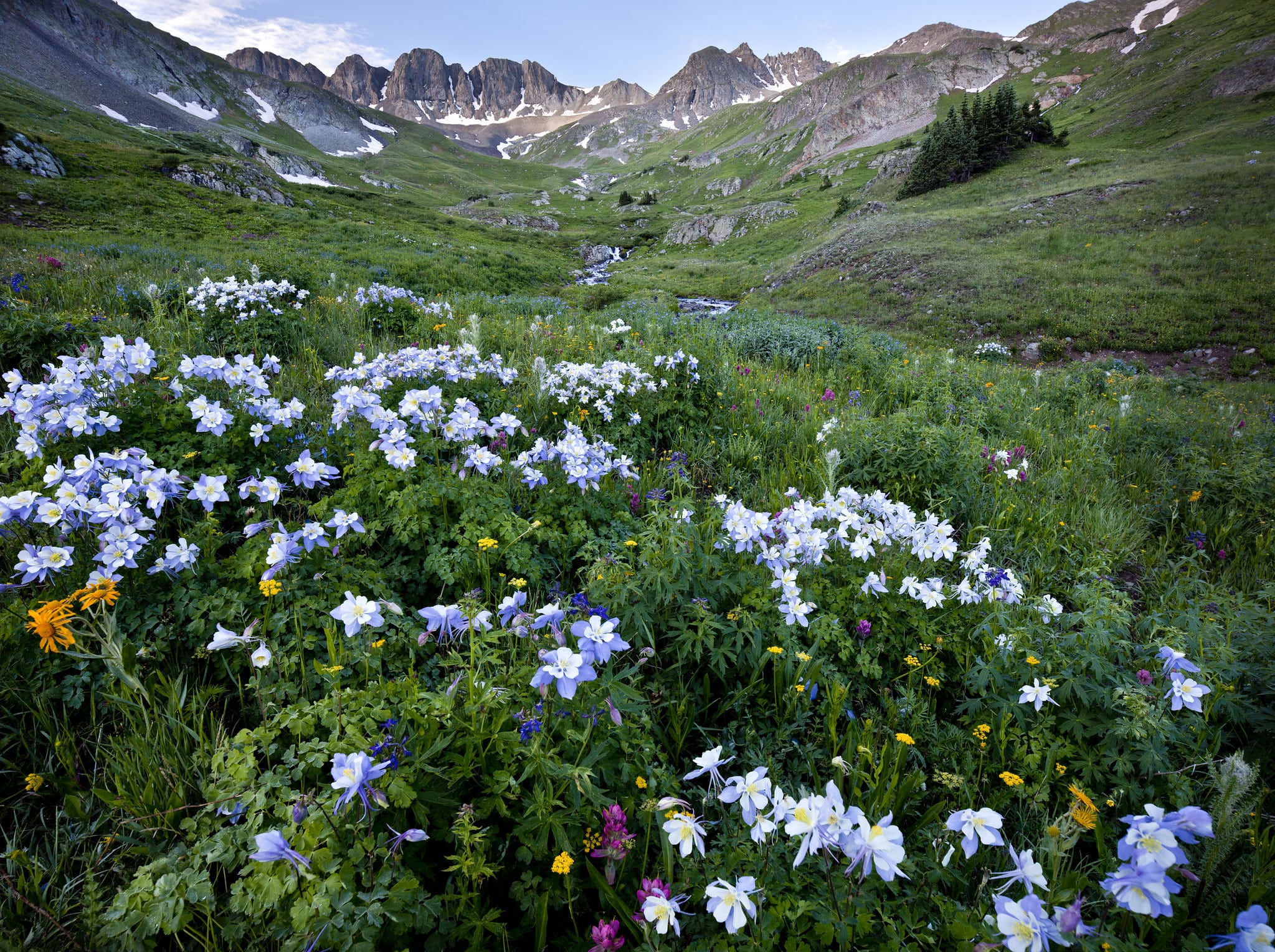 Baby blue wildflowers in the foreground and grey jagged mountains in the background. Photo taken in the Handies Wilderness Study Area near the American Basin in southern Colorado.